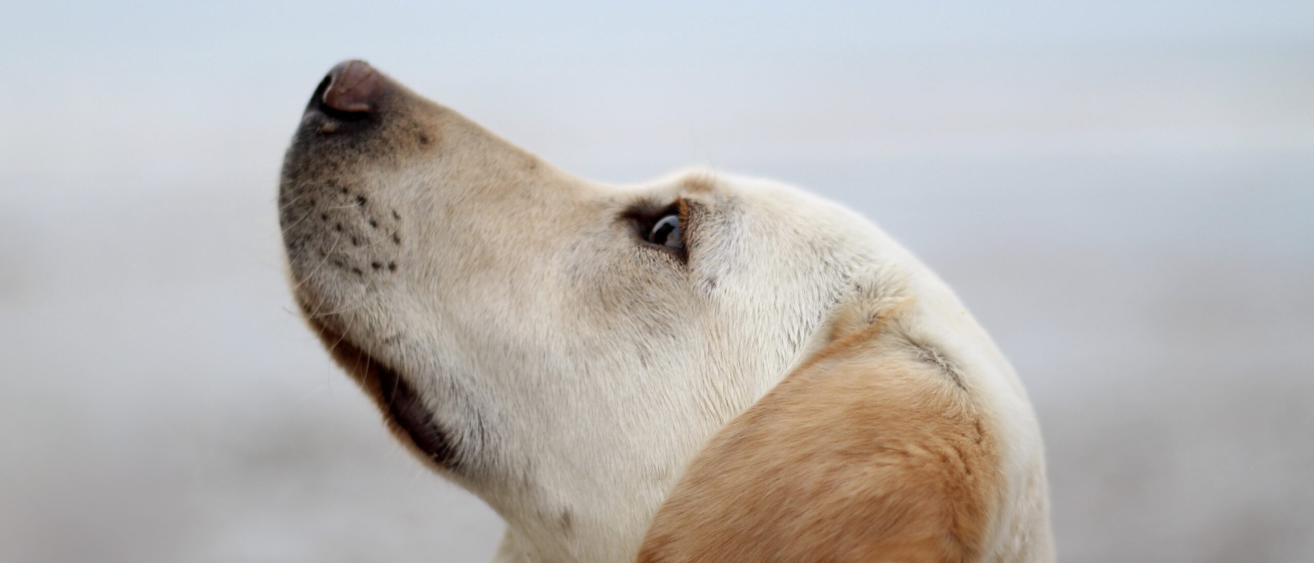 rob-wingate-681439-unsplash